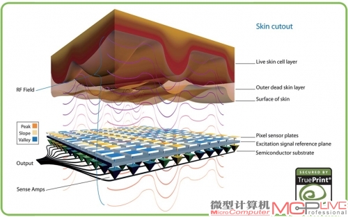 TruePrint感应的实际上是手指表皮下面的活体皮肤。